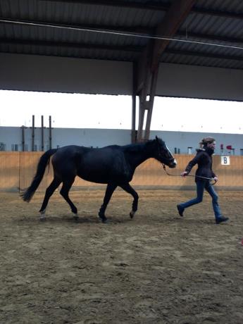 Training von Allroundhindernissen 12